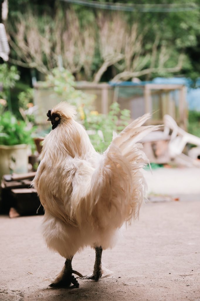 chicken photo